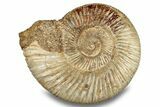 Jurassic Ammonite (Perisphinctes) - Madagascar #256233-1